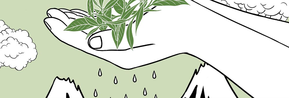 Japan Sencha Mikado 92B