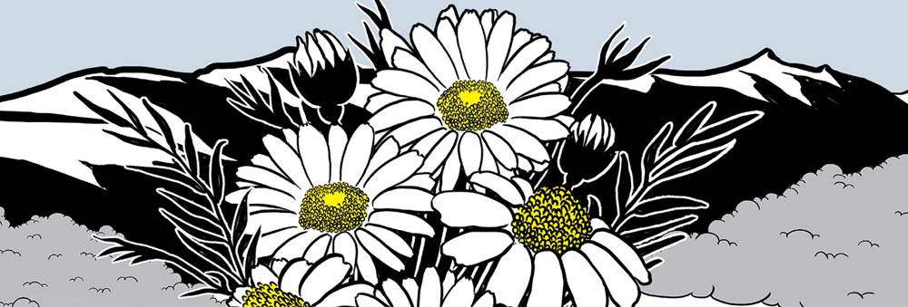 Organic Blue Nile Camomile 971